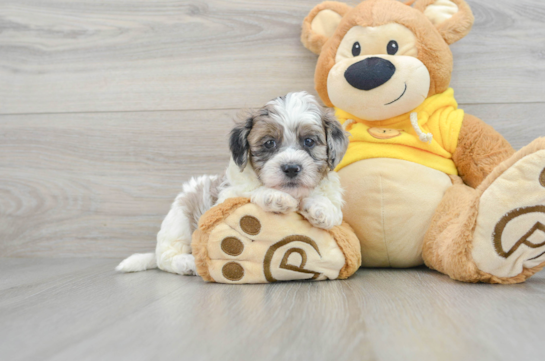 Sweet Shih Poo Baby