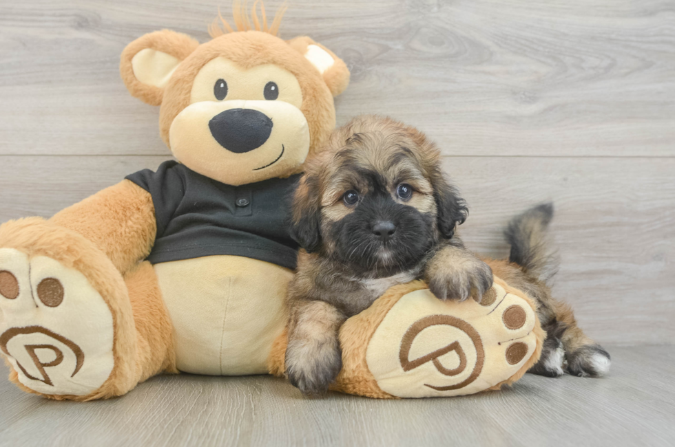 5 week old Shih Poo Puppy For Sale - Simply Southern Pups