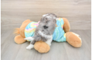 Best Shih Poo Baby