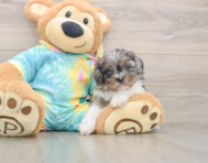 5 week old Shih Poo Puppy For Sale - Simply Southern Pups