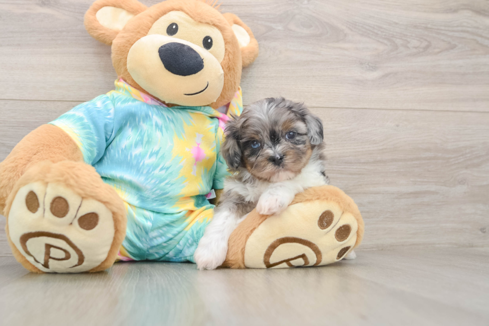 Energetic Shihpoo Poodle Mix Puppy