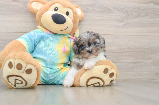 Energetic Shihpoo Poodle Mix Puppy