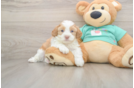 Best Shih Poo Baby