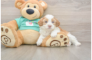 Smart Shih Poo Poodle Mix Pup