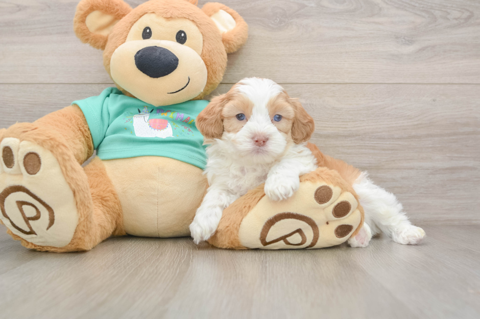 Smart Shih Poo Poodle Mix Pup