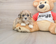 8 week old Shih Poo Puppy For Sale - Simply Southern Pups