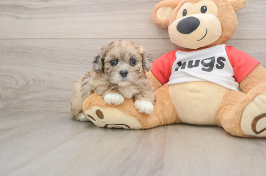 Friendly Shih Poo Baby
