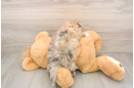 Playful Shih Poo Poodle Mix Puppy