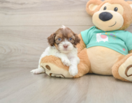 8 week old Shih Poo Puppy For Sale - Simply Southern Pups