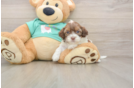 Shih Poo Pup Being Cute