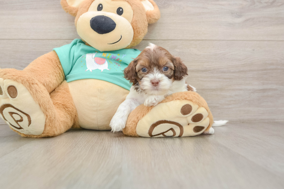 Shih Poo Pup Being Cute