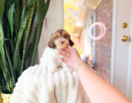 9 week old Shih Poo Puppy For Sale - Simply Southern Pups