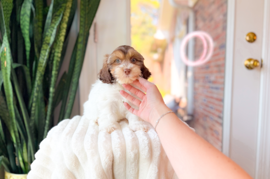 Cute Shih Poo Poodle Mix Pup