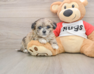 8 week old Shih Poo Puppy For Sale - Simply Southern Pups