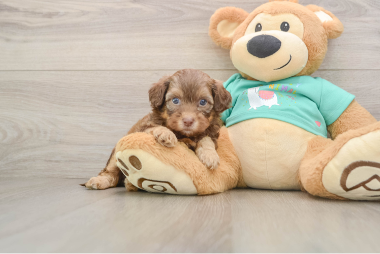 Shih Poo Puppy for Adoption