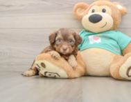 8 week old Shih Poo Puppy For Sale - Simply Southern Pups
