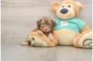 Shih Poo Puppy for Adoption