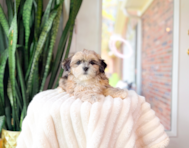 10 week old Shih Poo Puppy For Sale - Simply Southern Pups