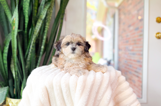 Cute Shih Poo Poodle Mix Pup