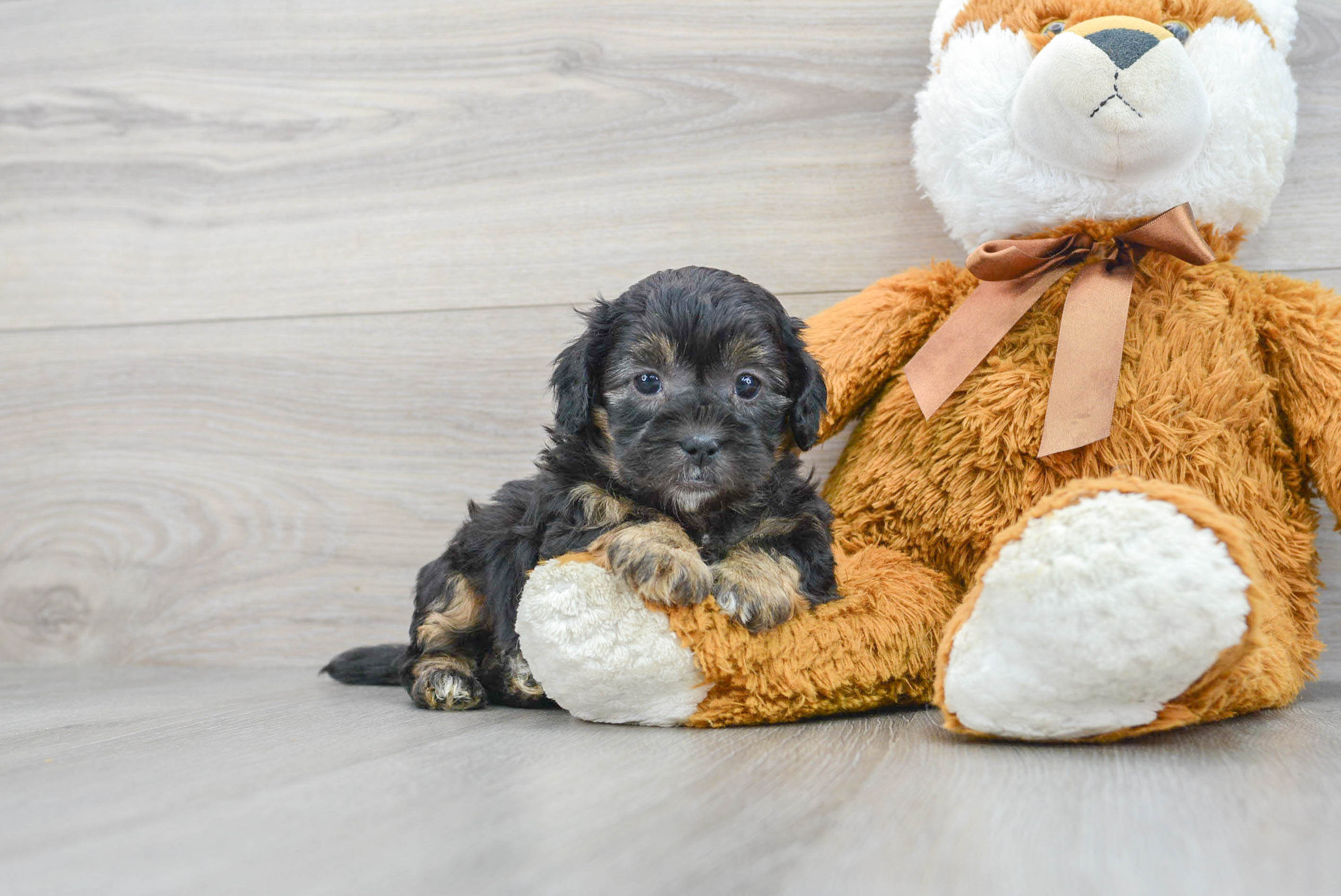 Cute Shih Poo Mya: 3lb 12oz Doodle Puppy