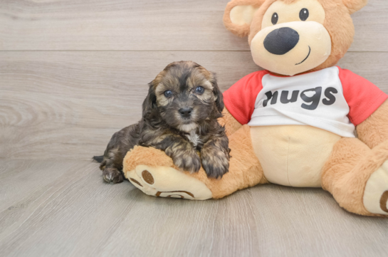 Shih Poo Puppy for Adoption