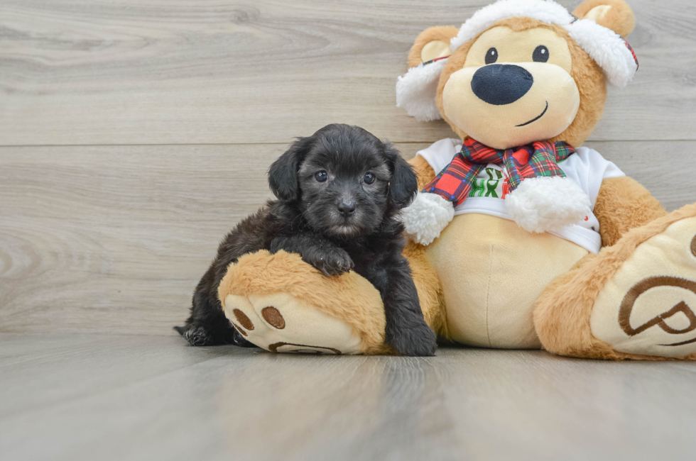 5 week old Shih Poo Puppy For Sale - Simply Southern Pups