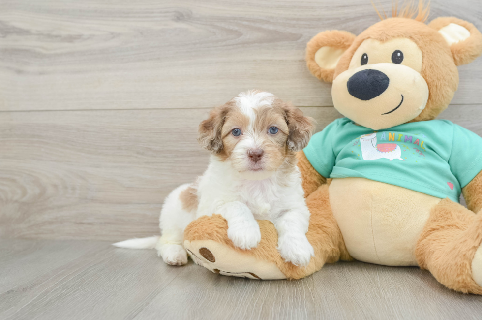 6 week old Shih Poo Puppy For Sale - Simply Southern Pups