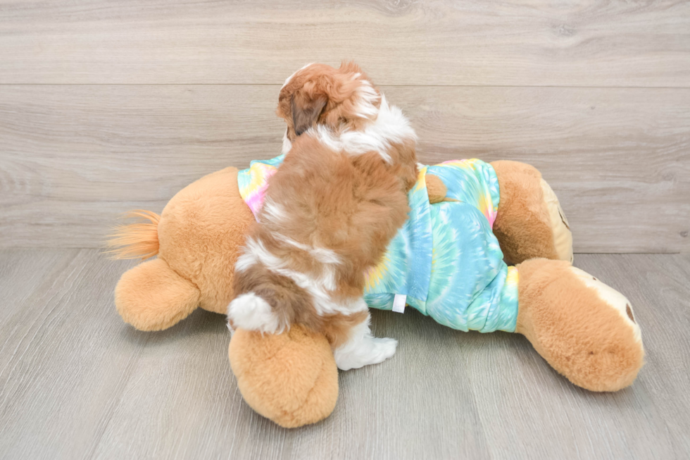 Shih Poo Puppy for Adoption