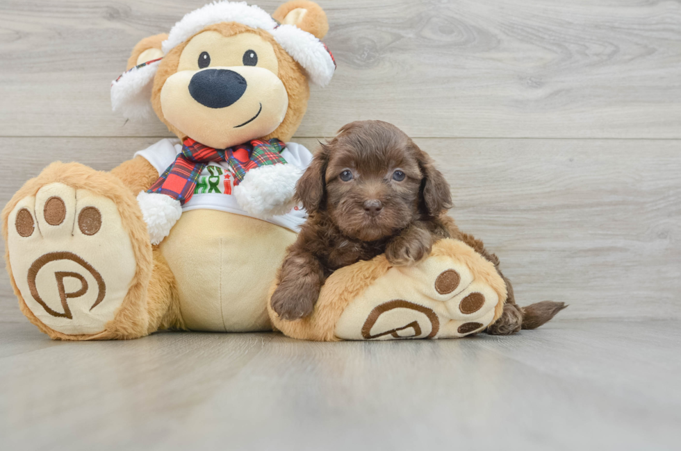 5 week old Shih Poo Puppy For Sale - Simply Southern Pups