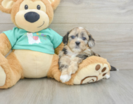 6 week old Shih Poo Puppy For Sale - Simply Southern Pups
