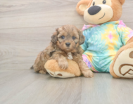 7 week old Shih Poo Puppy For Sale - Simply Southern Pups