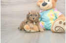 Shih Poo Puppy for Adoption