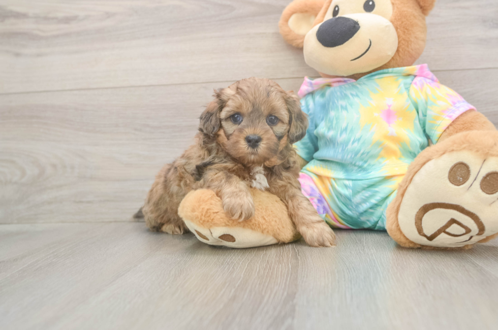 5 week old Shih Poo Puppy For Sale - Simply Southern Pups