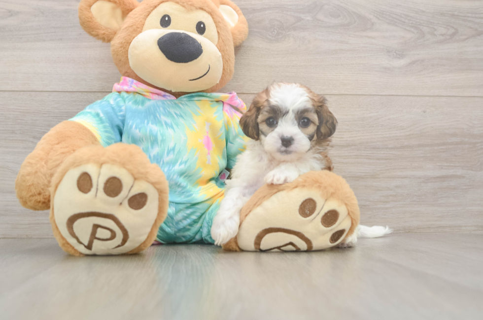 5 week old Shih Poo Puppy For Sale - Simply Southern Pups