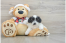 Shih Poo Puppy for Adoption