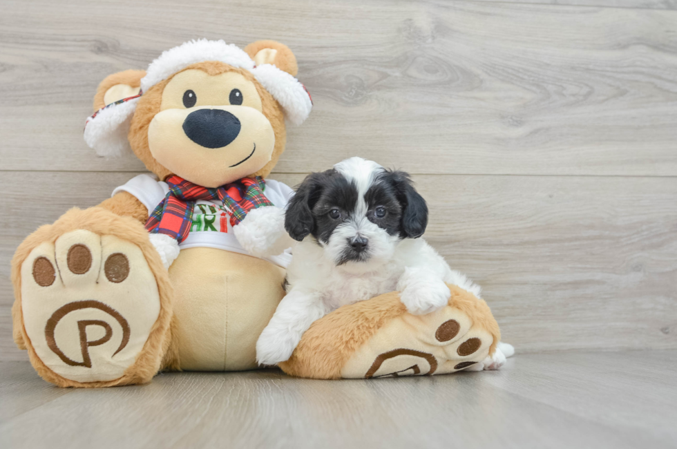 5 week old Shih Poo Puppy For Sale - Simply Southern Pups