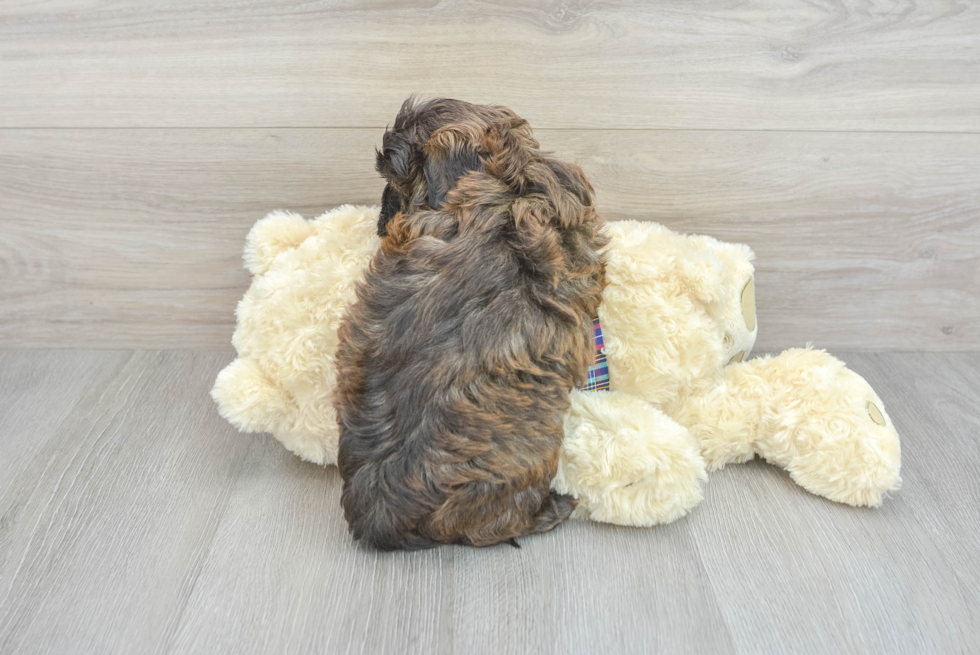 Hypoallergenic Shihpoo Poodle Mix Puppy