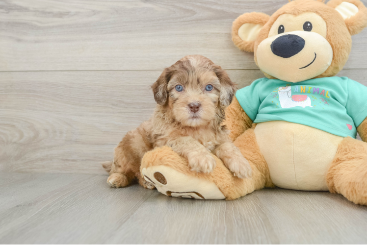 Shih Poo Puppy for Adoption