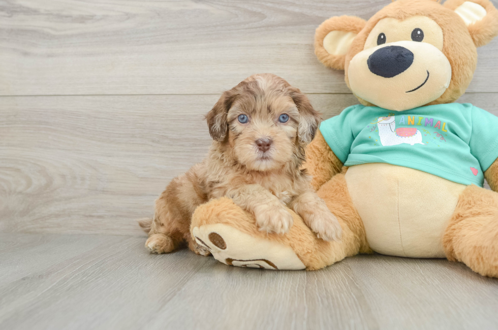 6 week old Shih Poo Puppy For Sale - Simply Southern Pups