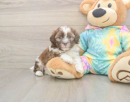 7 week old Shih Poo Puppy For Sale - Simply Southern Pups