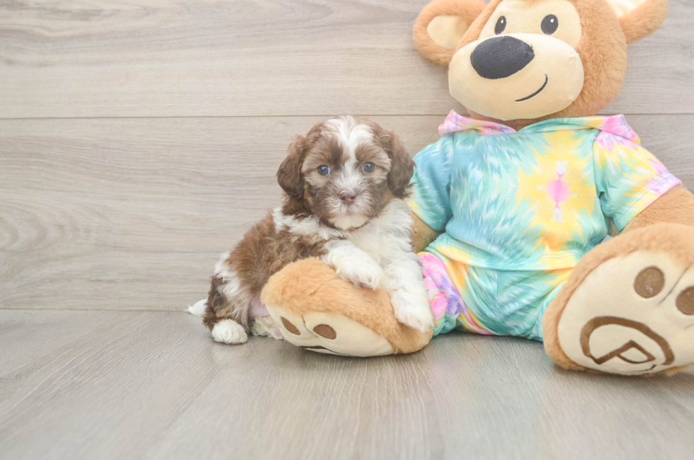 5 week old Shih Poo Puppy For Sale - Simply Southern Pups