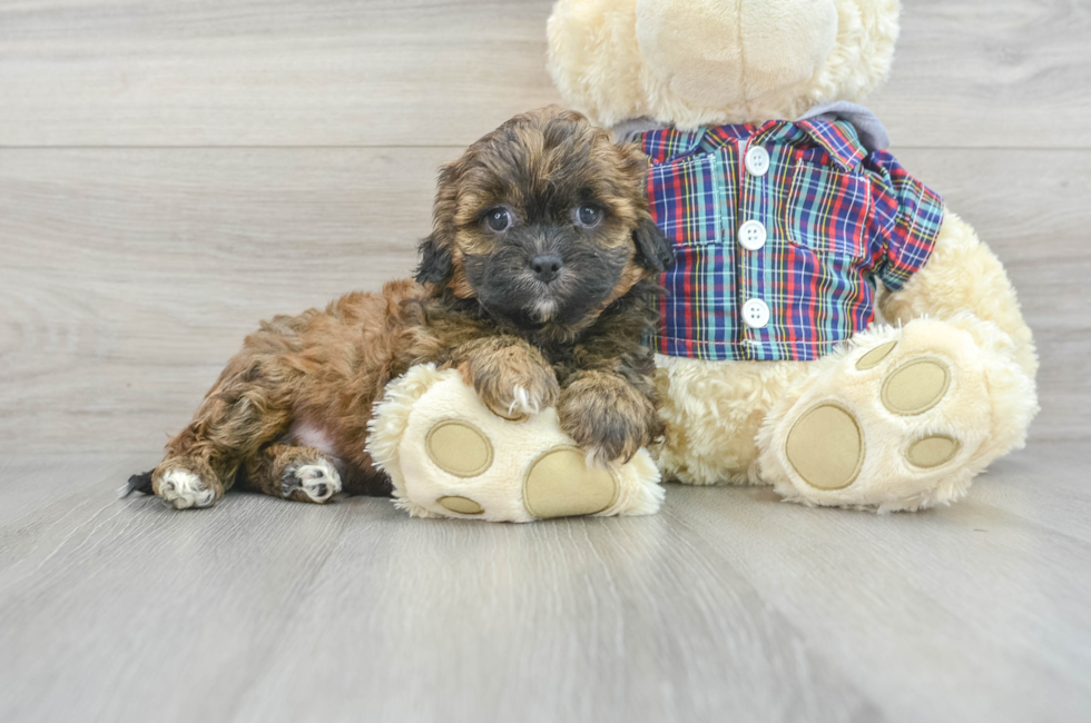 6 week old Shih Poo Puppy For Sale - Simply Southern Pups