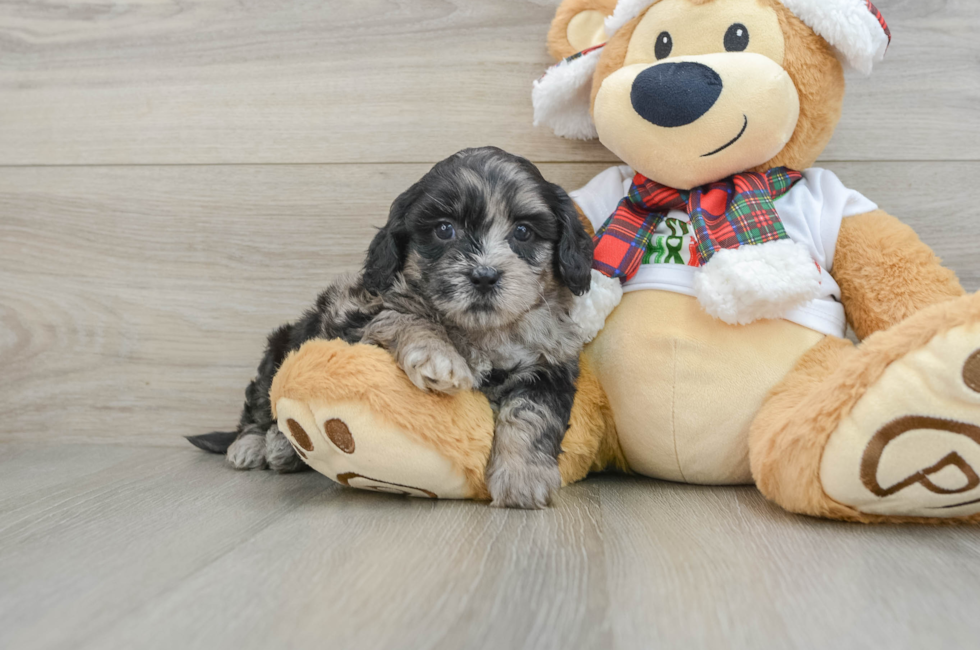 5 week old Shih Poo Puppy For Sale - Simply Southern Pups