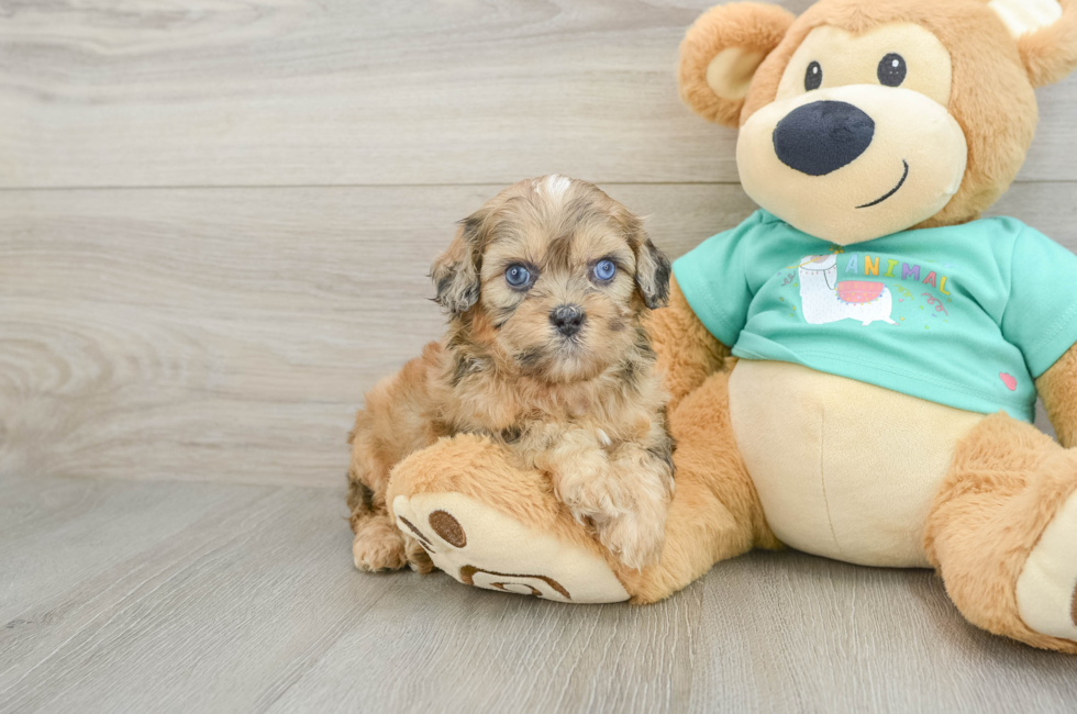 6 week old Shih Poo Puppy For Sale - Simply Southern Pups