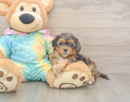 7 week old Shih Poo Puppy For Sale - Simply Southern Pups
