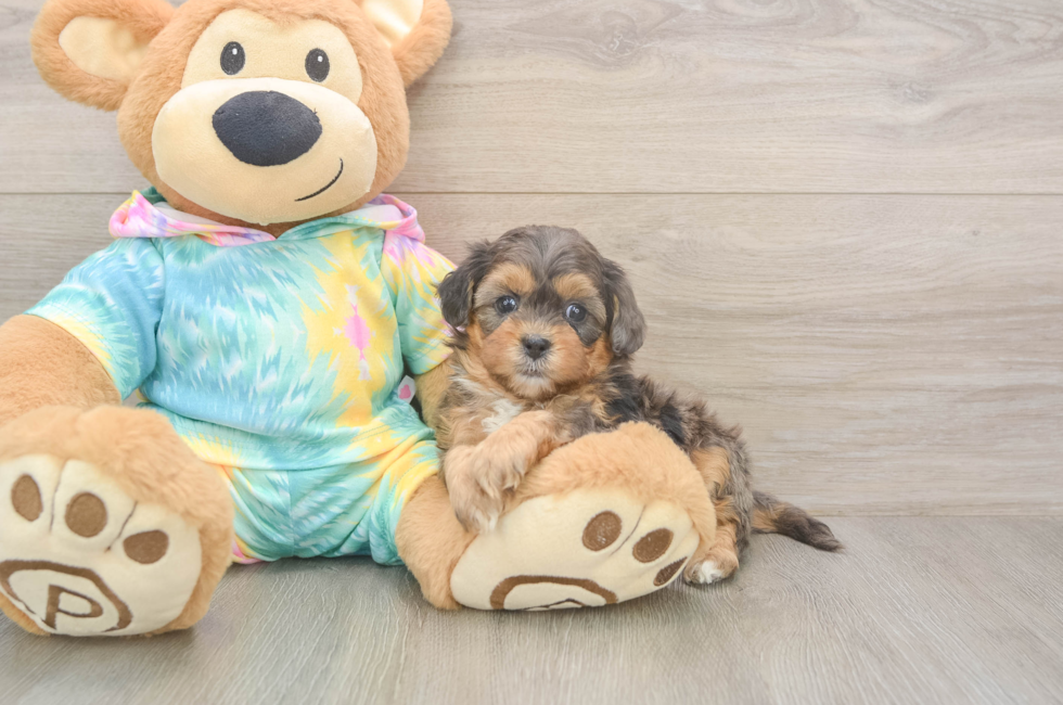 5 week old Shih Poo Puppy For Sale - Simply Southern Pups