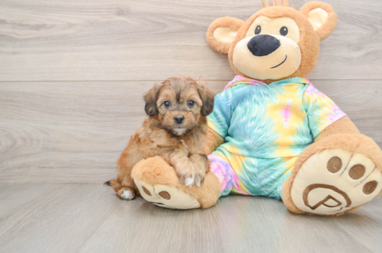 Shih Poo Pup Being Cute