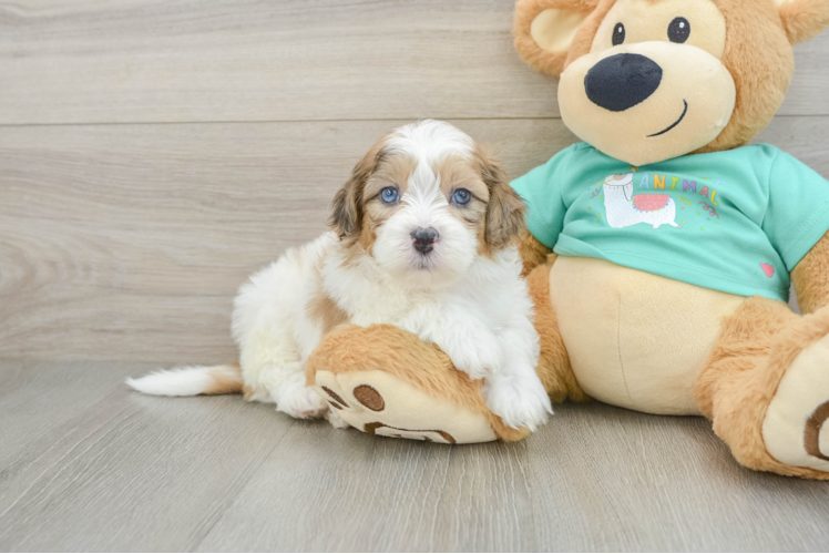 Shih Poo Puppy for Adoption