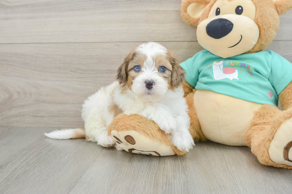 6 week old Shih Poo Puppy For Sale - Simply Southern Pups
