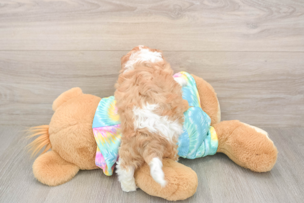 Shih Poo Pup Being Cute